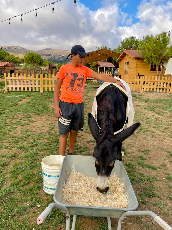 A donkey being fed on a farm