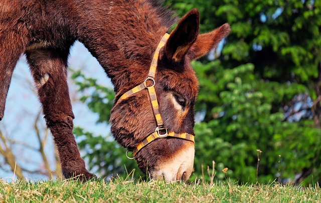 A grazing donkey