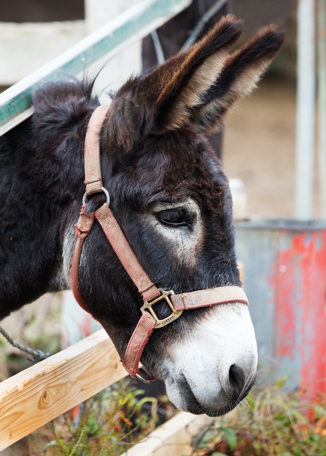 A guard donkey in a farm