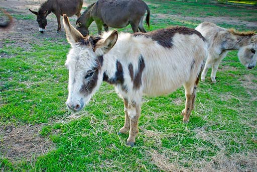 A-miniature-donkey