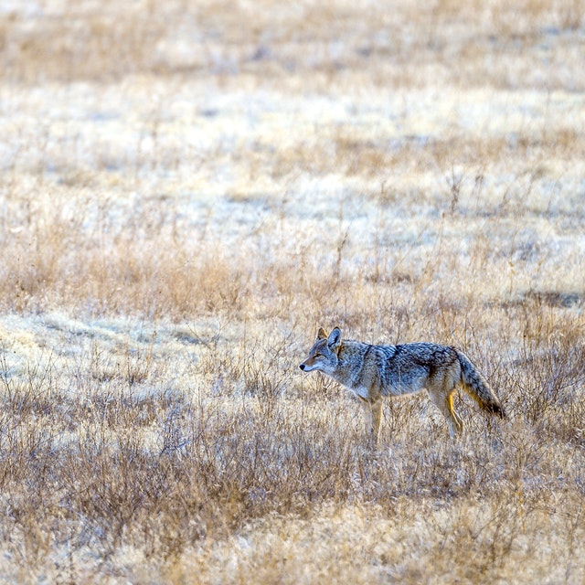 Coyote in a pasture