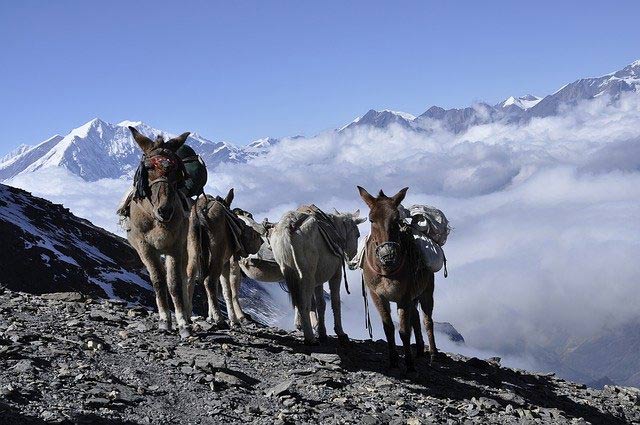 Donkey-carrying-luggage-to-mountains