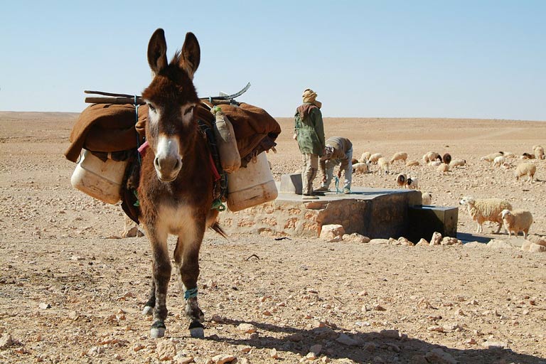 donkey carrying water in desert