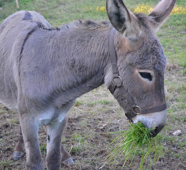 Donkey eating grass