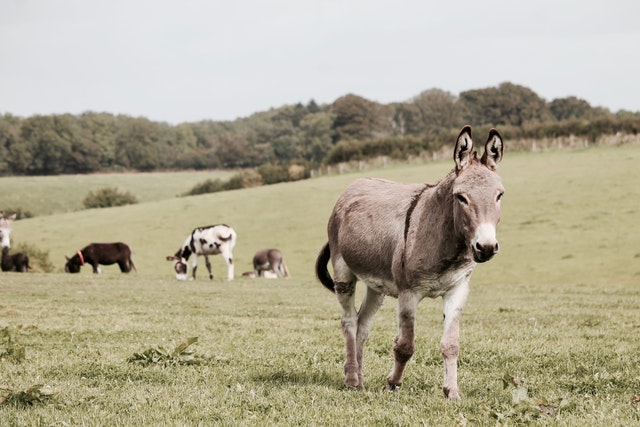 Donkey in a pasture