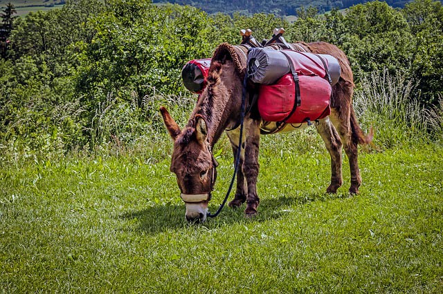 A donkey used by trekking enthusiasts
