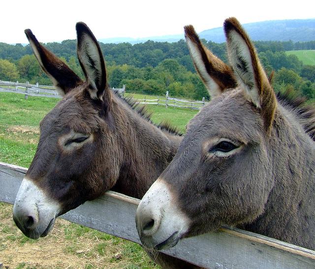 Donkeys in a paddock