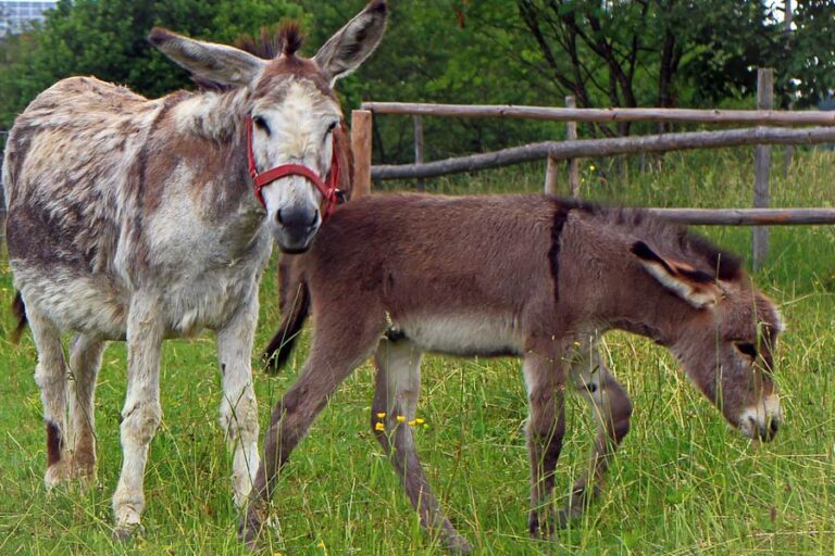 How Long Does a Baby Donkey Stay With Its Mother?