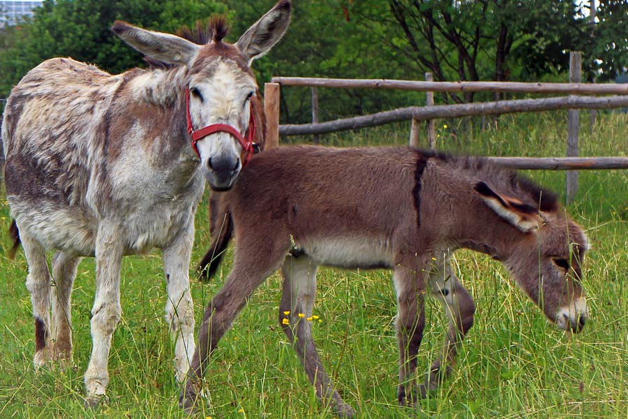 How Long Does A Baby Donkey Stay With Its Mother 