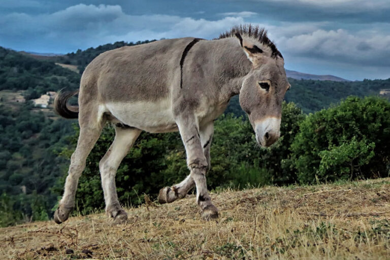 How Much Does a Donkey Weigh? [Plus Weight Monitoring Tips]