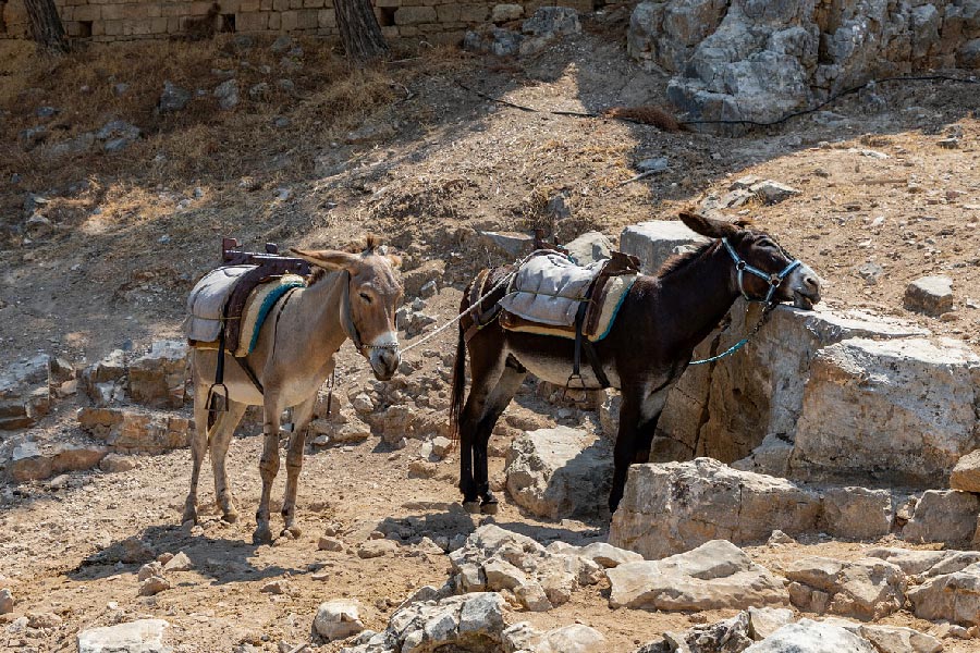 Saddle-donkeys