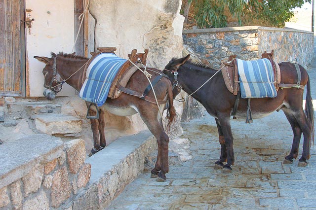Saddle-donkeys-with-riding-equipment