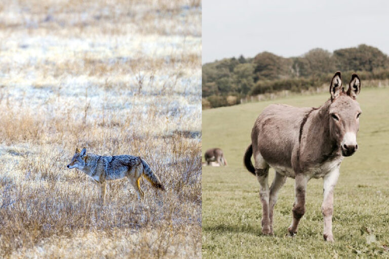 Donkeys Vs. Coyotes Will Donkeys Kill Coyotes?