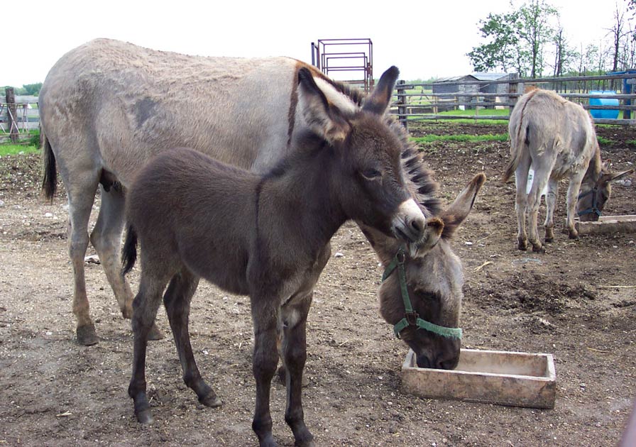 donkey-and-baby-eating
