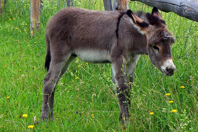 donkey foal