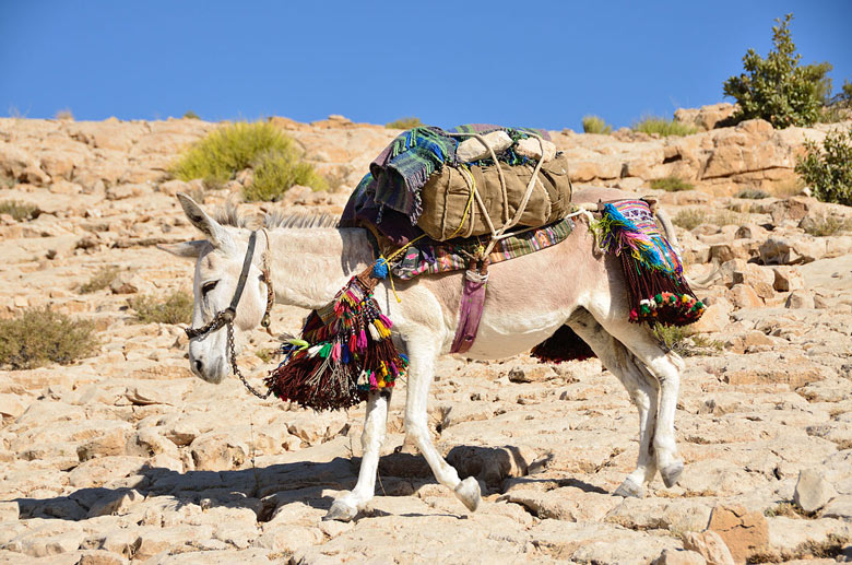 donkey walking with weight on its back