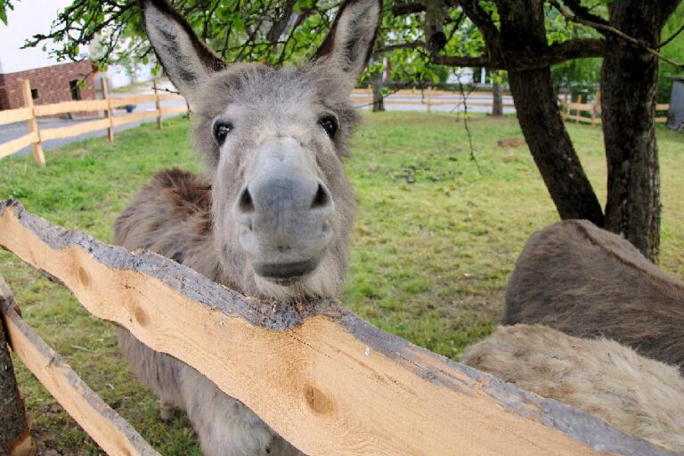 15 Healthy Treats for Donkeys That Are Easy to Find [Plus What to Avoid]