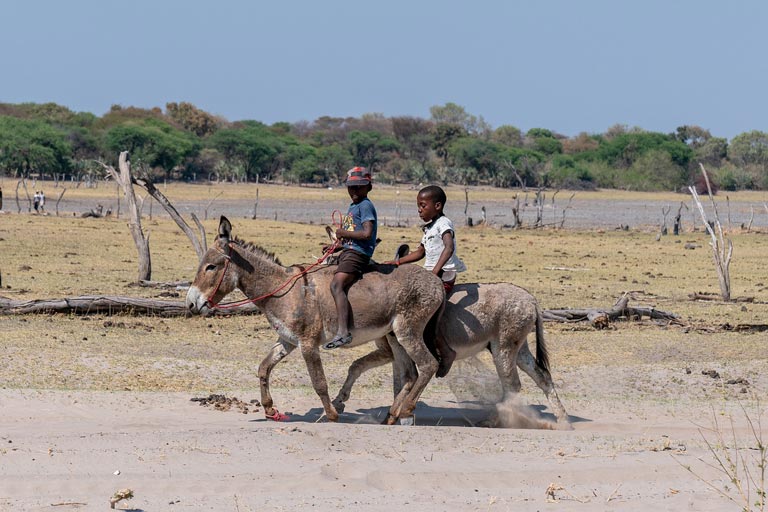 kids-riding-a-saddle-donkey