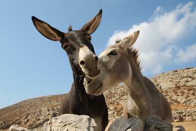 2 donkeys together