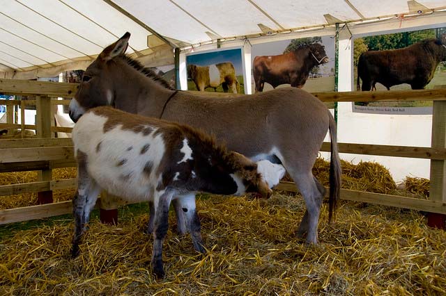 Donkey-in-a-shelter