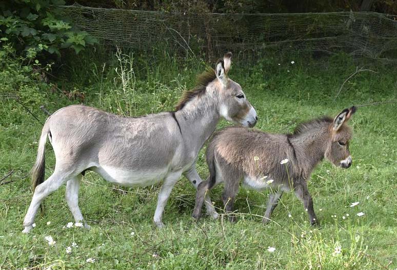 Miniature donkey-mother and baby