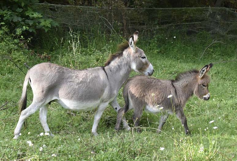 baby miniature donkey