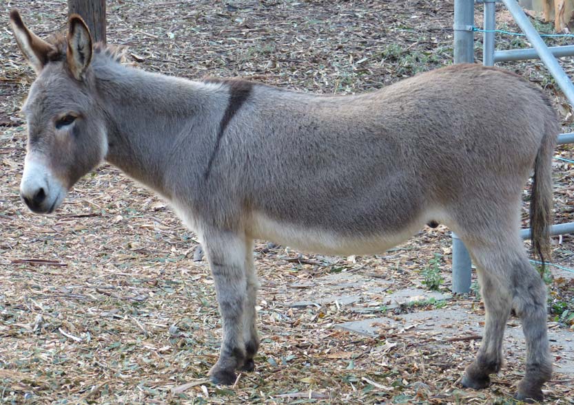 Miniature-donkey