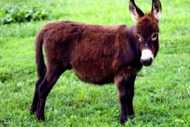 what is a miniature donkey
