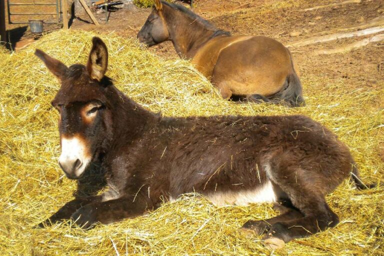 What is the Best Bedding for Donkeys? [Plus Other Options]