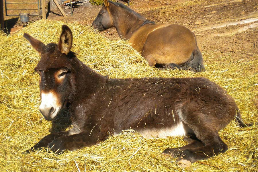 What is the Best Bedding for Donkeys