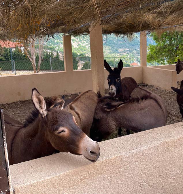 donkeys in a shelter