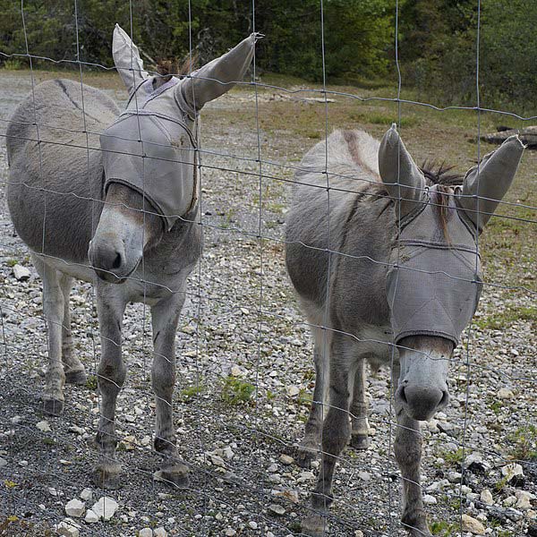 donkeys wearing fly masks