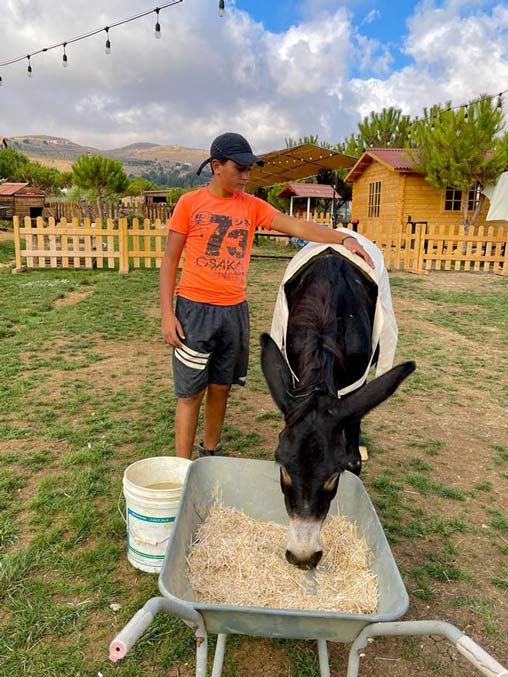 A donkey being fed at a farm