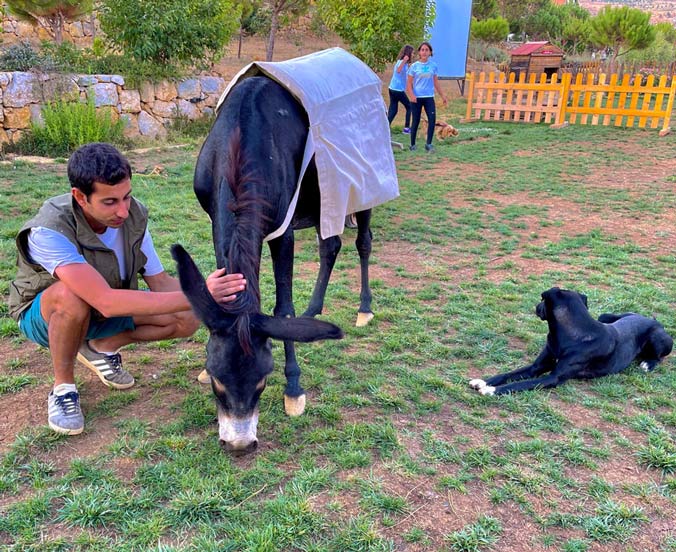 pet donkey near a dog