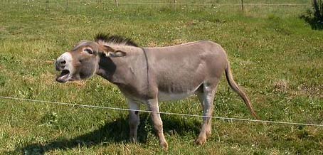 Aggressive donkey