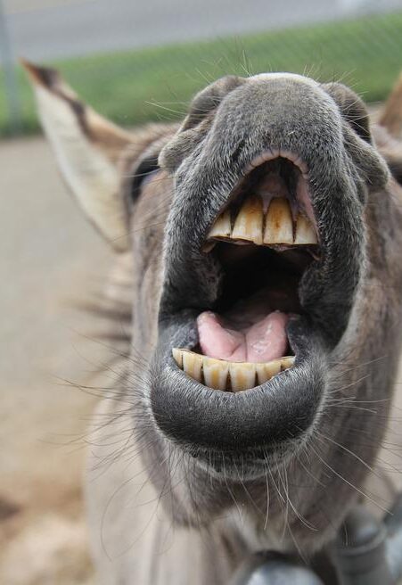 how-do-donkeys-show-aggression-plus-tips-to-stay-safe