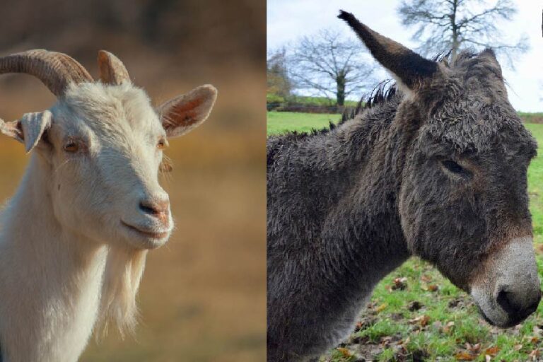 Can Donkeys and Goats Live Together? [Tips for Farm Owners]