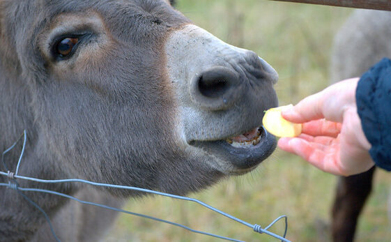 Giving treats to a donkey