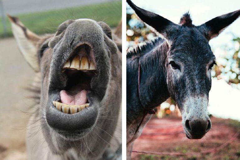 How Do Donkeys Show Aggression