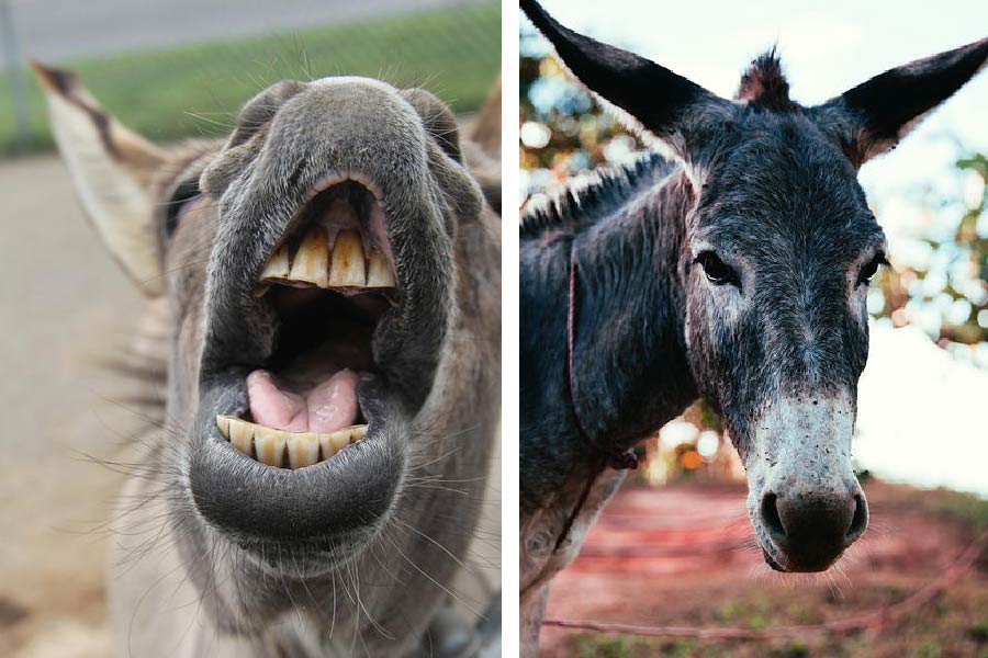 How Do Donkeys Show Aggression