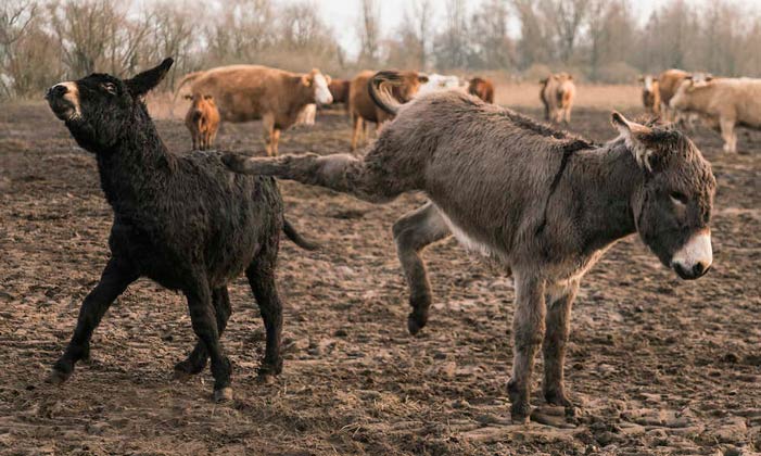 donkey kicking another donkey