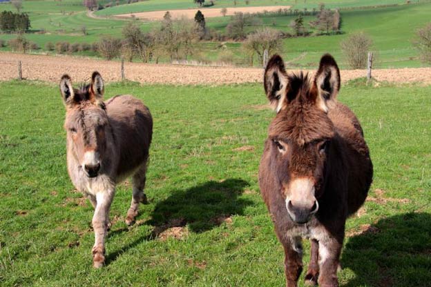 donkeys on a farm