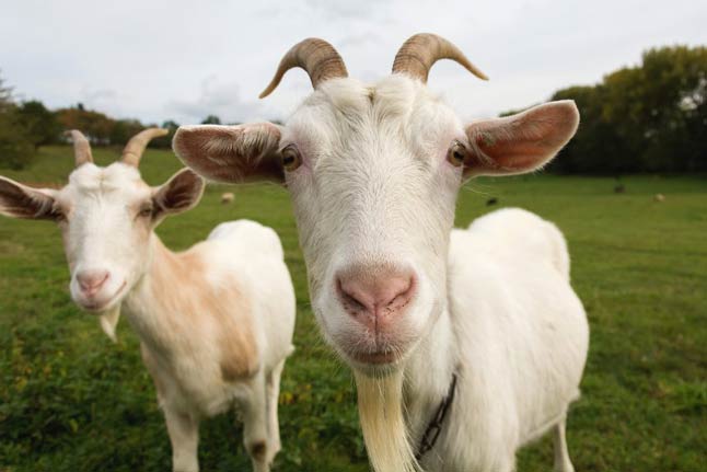 goats on a farm