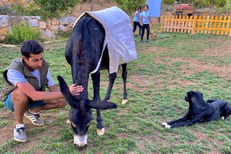 Are Donkeys Dangerous to Dogs? Donkey on Farm