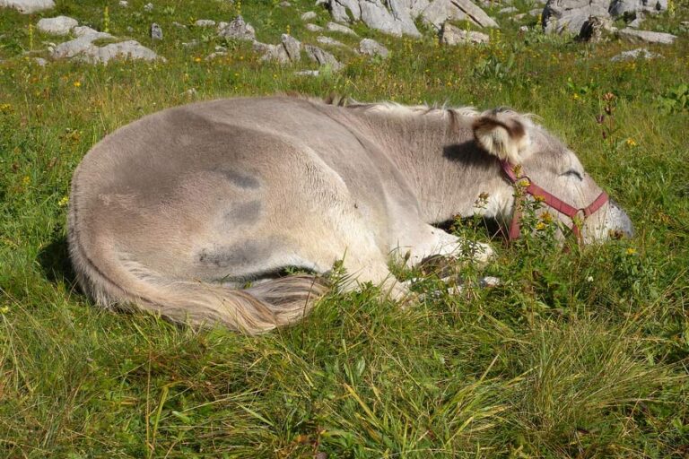 How Long Do Donkeys Sleep? Donkey on Farm