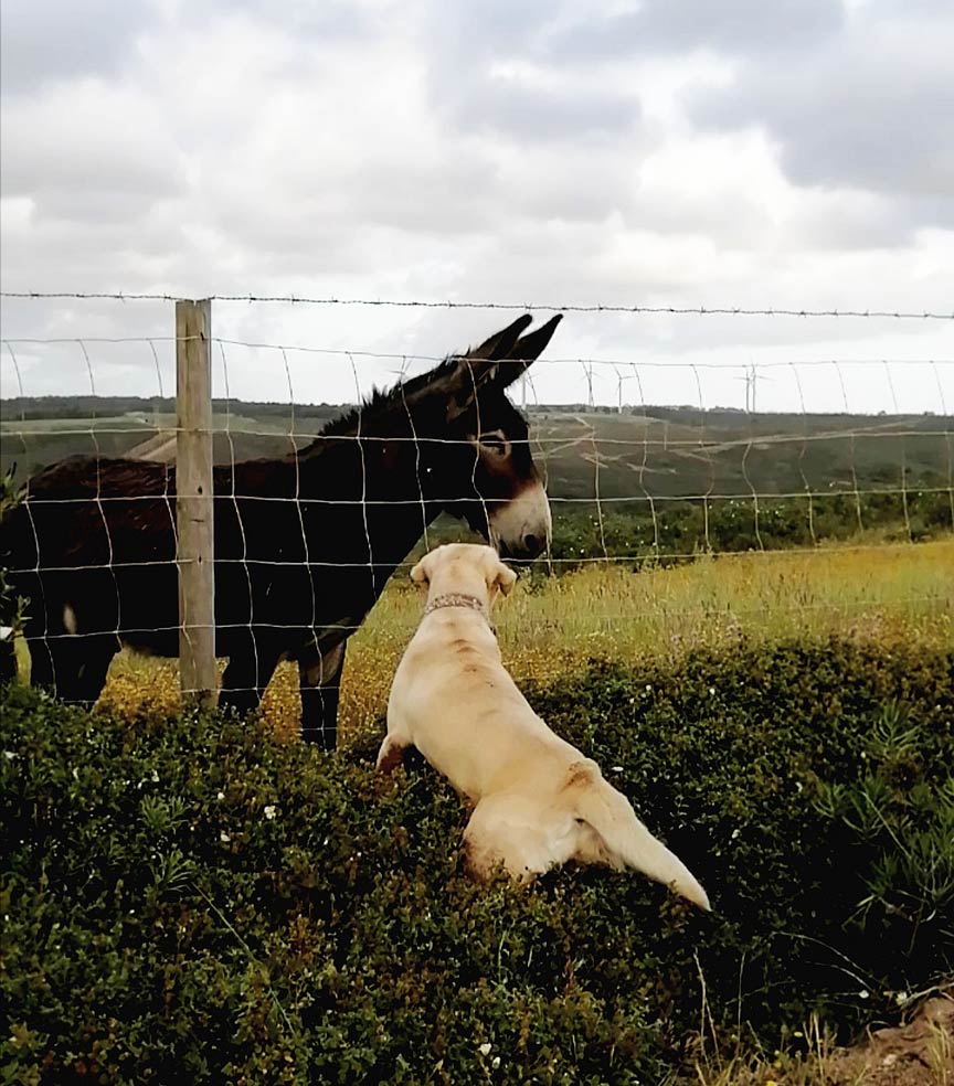 donkey-and-dog-beside-fencing