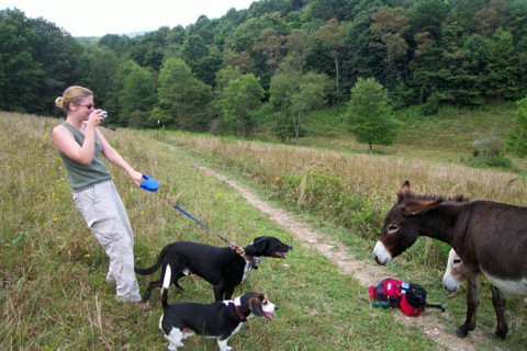 donkey meeting dogs