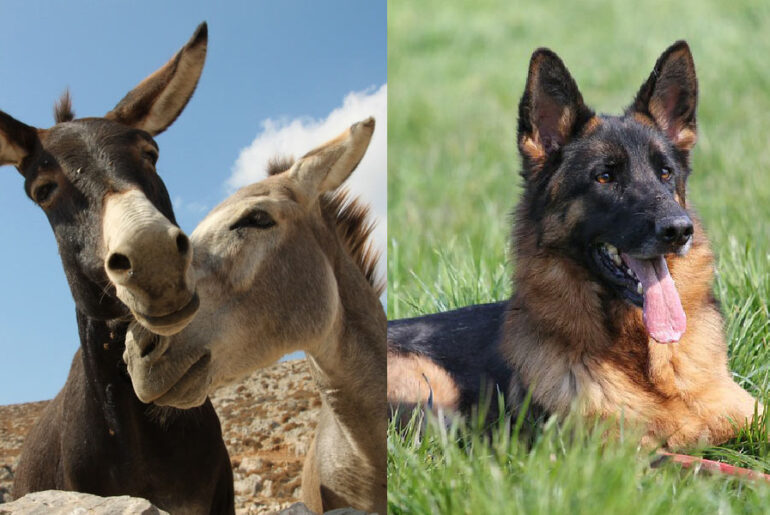 Are-Donkeys-Smarter-Than-Dogs