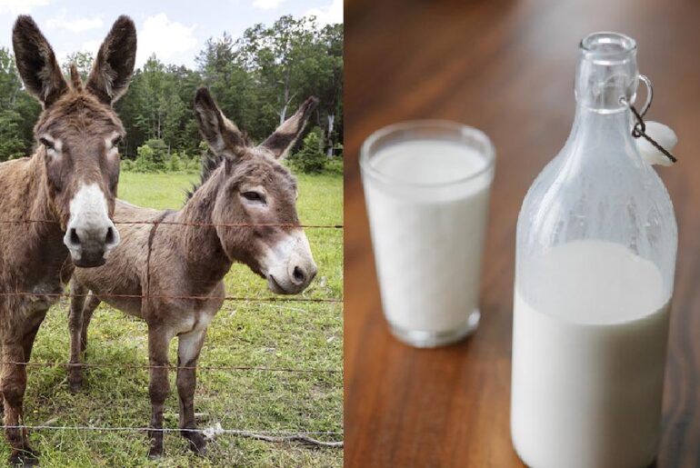 What-are-the-Benefits-of-Donkey-Milk