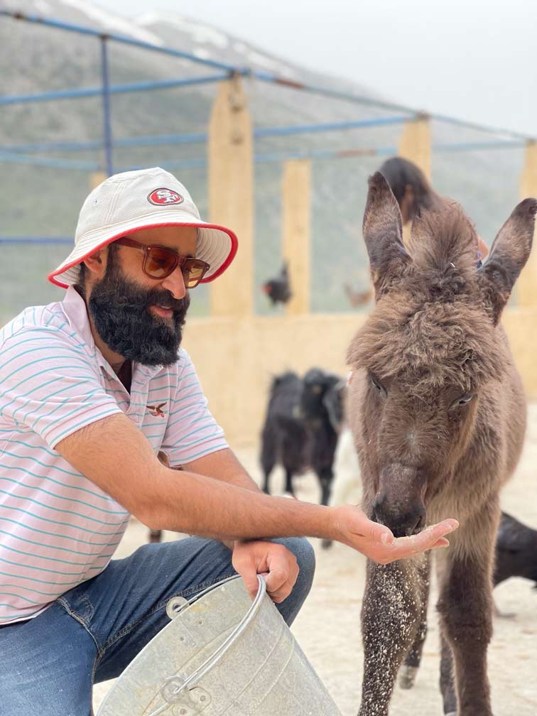 baby-donkey-being-fed